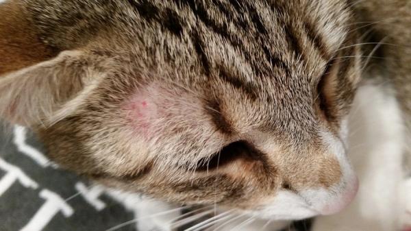 Dlaczego mój kot ma bezwłose plamy?  - Mój kot ma łysiny, czy to może być grzybica?