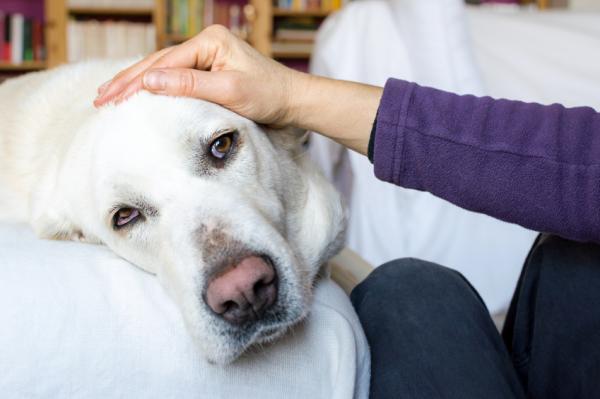 Grypa u psów - objawy i leczenie - leczenie grypy u psów