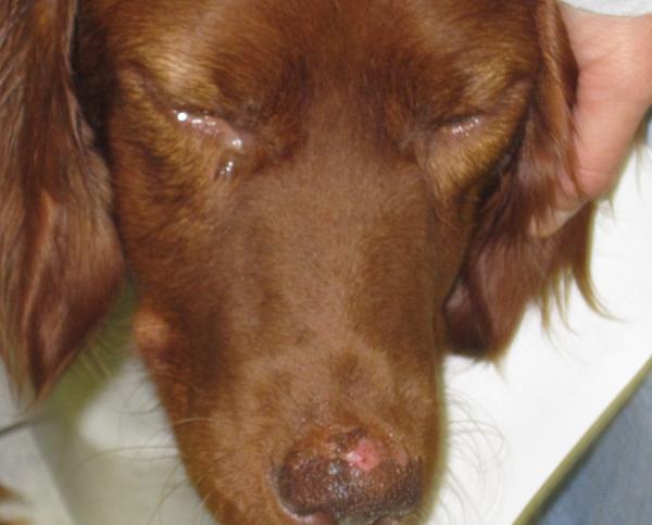 Oczekiwana długość życia psa z leiszmaniozą - Objawy leiszmanii u psów