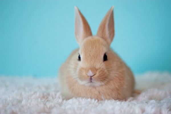 5 oznak stresu u królików – zachowanie królików