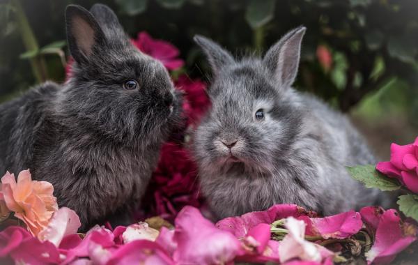 5 oznak stresu u królików - 5 oznak stresu u królików