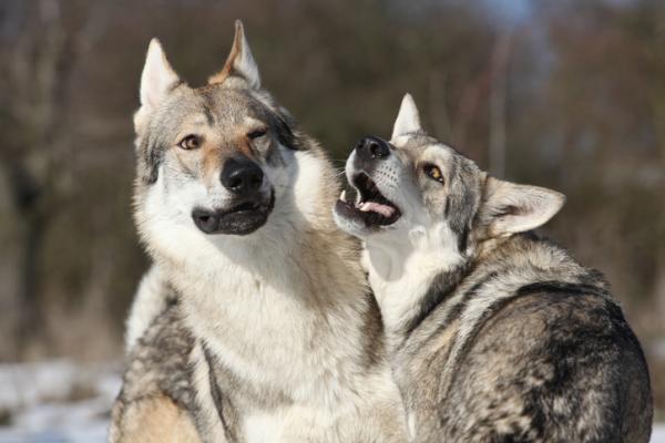 Szkolenie wilczaka czechosłowackiego — stań się wzorem dla swojego psa