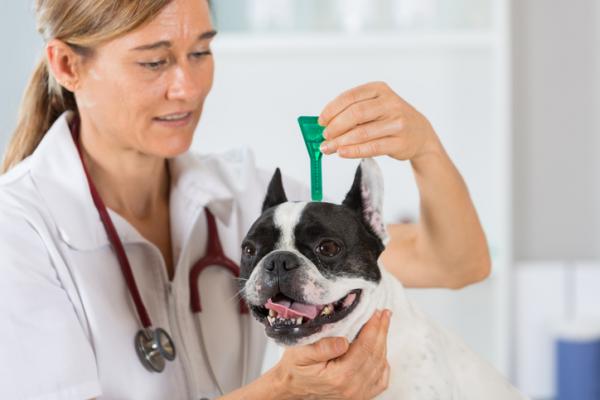 Filaria u psów - Objawy i leczenie - Środki zapobiegawcze filariozy u psów