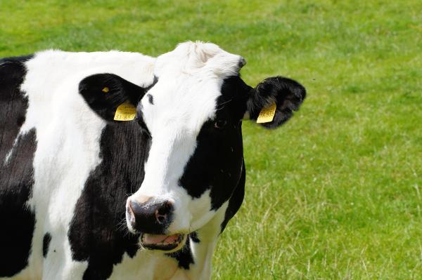 Objawy i leczenie zapalenia wymienia u bydła - przyczyny