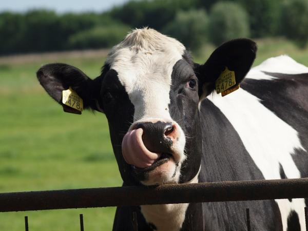 Objawy i leczenie zapalenia wymienia u bydła - zapobieganie