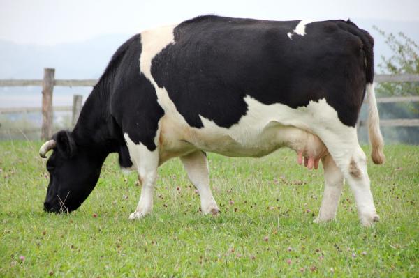 Objawy i leczenie zapalenia gruczołu mlekowego u bydła - objawy