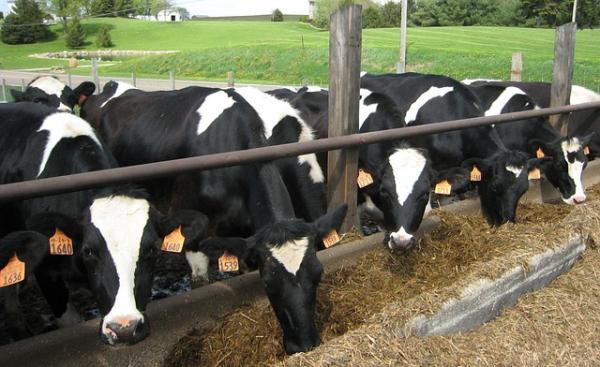 Objawy i leczenie zapalenia gruczołu mlekowego u bydła - leczenie
