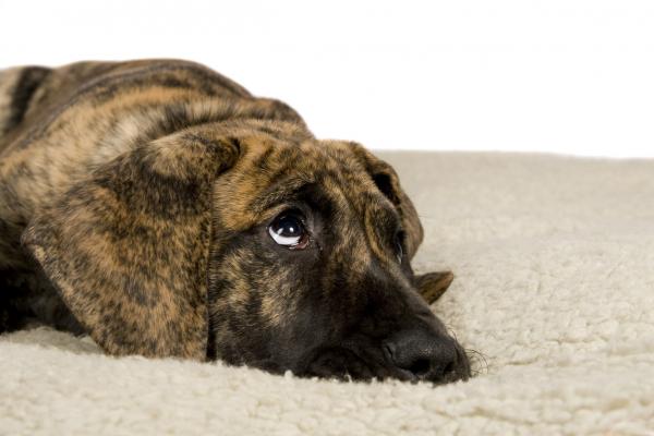 5 najczęstszych objawów maltretowanych psów - 4. Depresja i smutek 