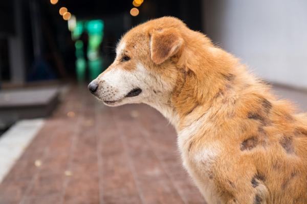 5 najczęstszych objawów maltretowanych psów - 3. Urazy, urazy i ogólnie brak opieki