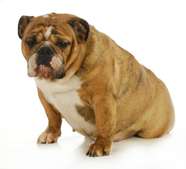 Herpeswirus psów - Zakażenie, objawy i zapobieganie - Zapobieganie herpeswirusom psów