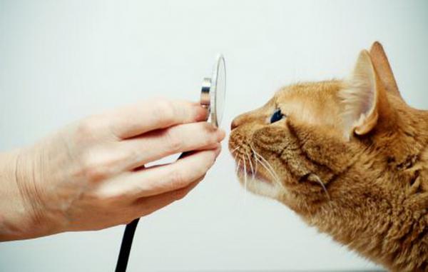 Co zrobić, jeśli mój kot ma zapalenie płuc?  - Jak stawia się diagnozę?