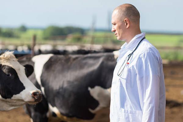Gruźlica bydła - Objawy i diagnostyka - Diagnostyka gruźlicy bydła