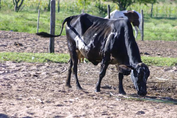 Gruźlica bydła – objawy i diagnoza – objawy gruźlicy bydła