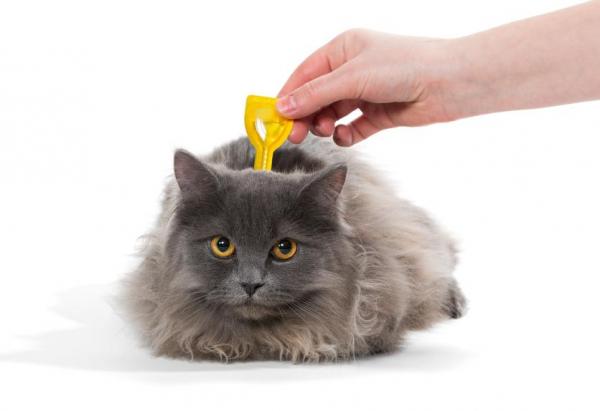 Kleszcze u kotów - Objawy i jak je usunąć - Jak zapobiegać kleszczom u kotów?  