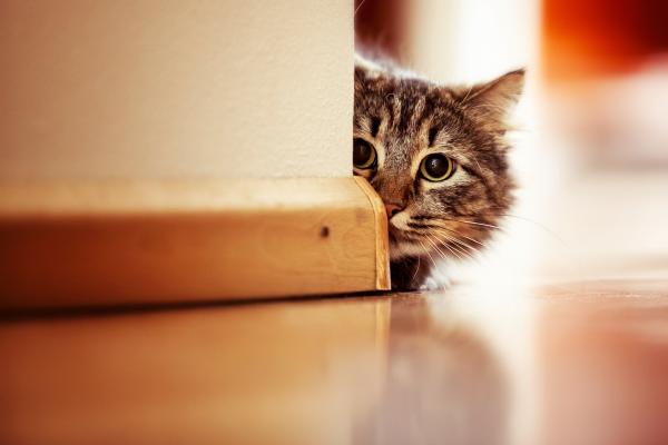 Co zrobić, jeśli mój kot boi się suszarki?  - A dlaczego koty boją się nieszkodliwych rzeczy?