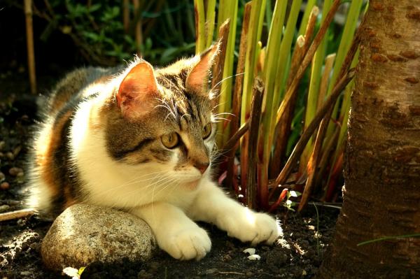 Herpeswirus kotów – objawy i leczenie – które zwierzęta są najbardziej podatne na jego zarażenie?