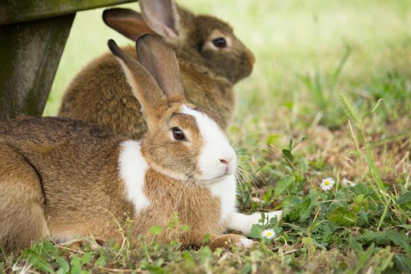 Tularemia u królików - Objawy i leczenie - Jak rozprzestrzenia się tularemia u królików?
