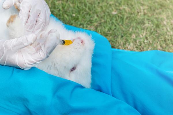 Tularemia u królików - Objawy i leczenie - Jak zapobiegać tularemii u królików?