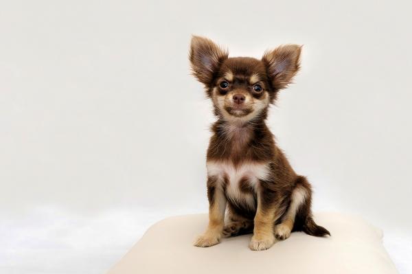 Mini-zabawkowe rasy psów - Chihuahua