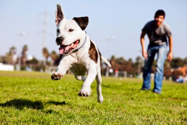 8 najlepszych psów opiekunów - 2. Pit Bull Terrier