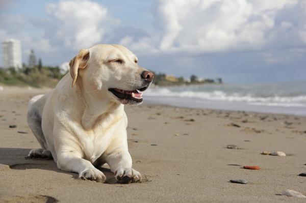 8 najlepszych psów niań - 8. Labrador Retriever
