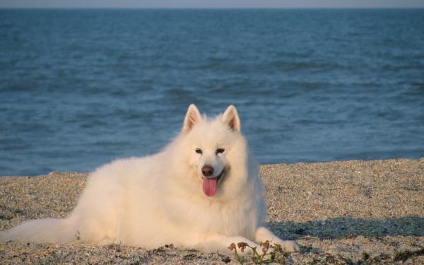 10 ras psów, które wyglądają jak wilki - Samoyed