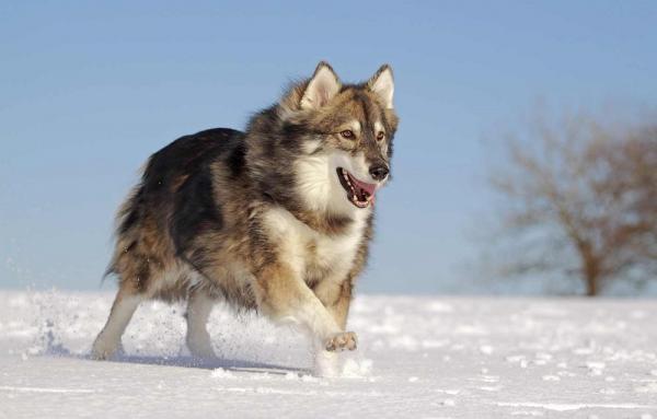 10 ras psów, które wyglądają jak wilki - Utonagan