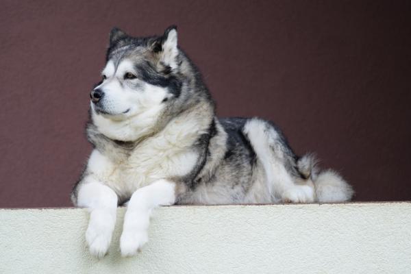 10 ras psów, które wyglądają jak wilki - Alaskan malamute