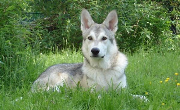 10 ras psów, które wyglądają jak wilki — Saarloos Wolfdog