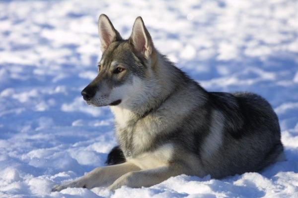 10 ras psów, które wyglądają jak wilki - Tamaskan
