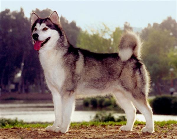 10 ras psów, które wyglądają jak wilki - kanadyjski pies eskimoski
