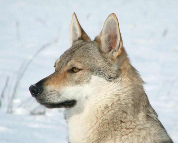 10 ras psów, które wyglądają jak wilki - Wilczak czechosłowacki