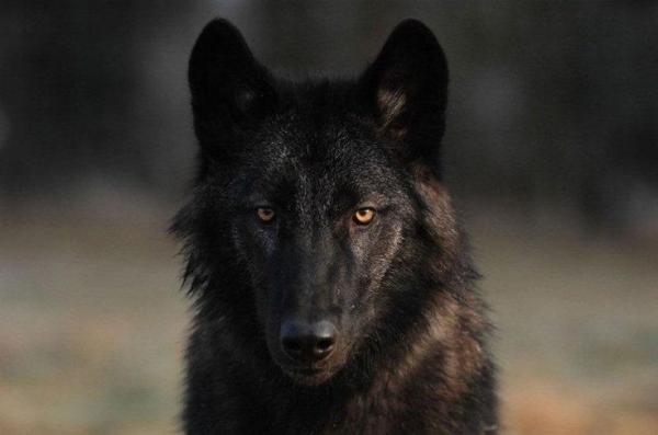 10 ras psów, które wyglądają jak wilki - Wilczak