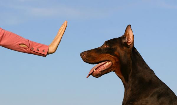Jak nauczyć psa tropić - problemy z zachowaniem związane ze śledzeniem