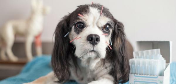 Akupunktura dla psów – do czego służy?  - Jak działa akupunktura u psów?