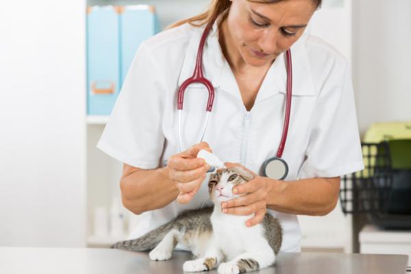 Przeziębienie u kotów - objawy, przyczyny i leczenie - Leczenie przeziębienia u kotów