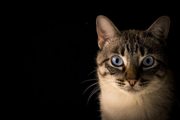 Giardioza u kotów - objawy i leczenie - czy można zapobiegać giardiozy?