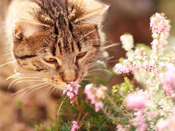 Giardiasis u kotów - Objawy i leczenie - Jak powstaje zakażenie?
