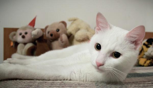 Giardioza u kotów - Objawy i leczenie - Co to jest lamblioza?
