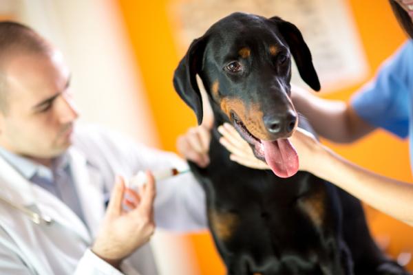 Zakaźne zapalenie wątroby u psów - Objawy i leczenie - Zapobieganie zakaźnemu zapaleniu wątroby u psów