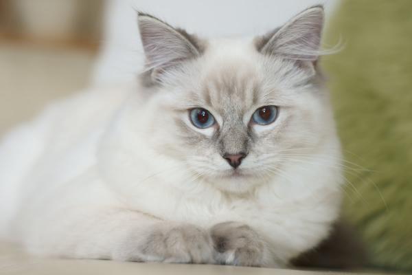 Choroby kotów rasy Ragdoll - kardiomiopatia przerostowa u kotów rasy Ragdoll