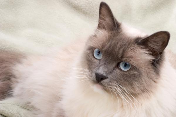 Choroby kota rasy Ragdoll - kule włosowe i problemy trawienne u kotów rasy Ragdoll