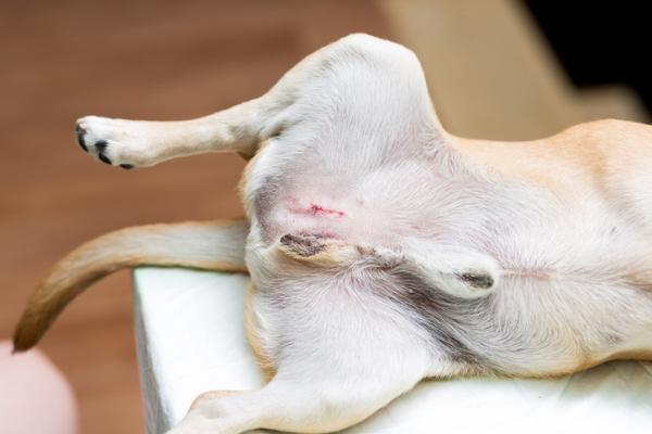 Guz jądra u psów - objawy, przyczyny i leczenie - Leczenie guza jądra u psów
