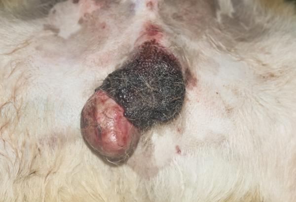 Guz jądra u psów - objawy, przyczyny i leczenie - Co to jest guz jądra? 