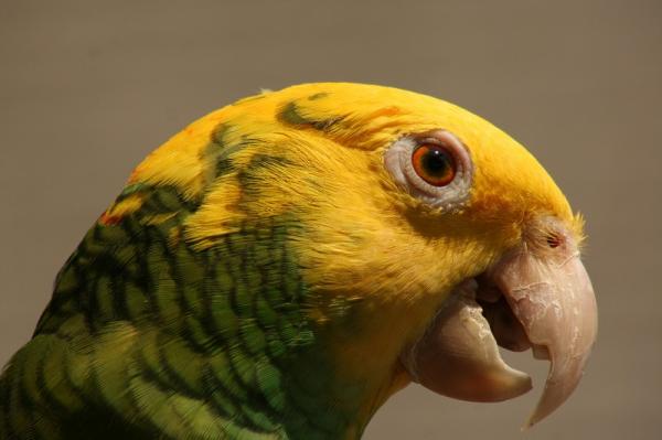 Imiona dla papug - Oryginalne i piękne - Imiona dla papug płci męskiej