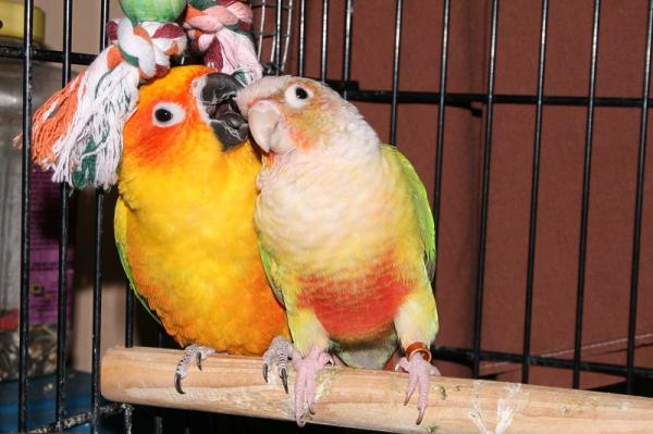 Imiona dla papug - Oryginalne i piękne - Imiona dla papug płci żeńskiej