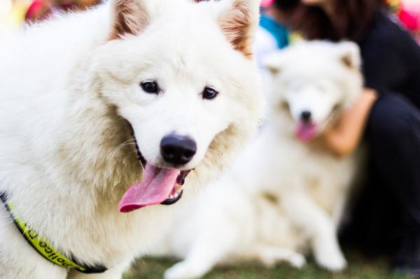 Najlepsze rasy psów dla alergików - Samoyed