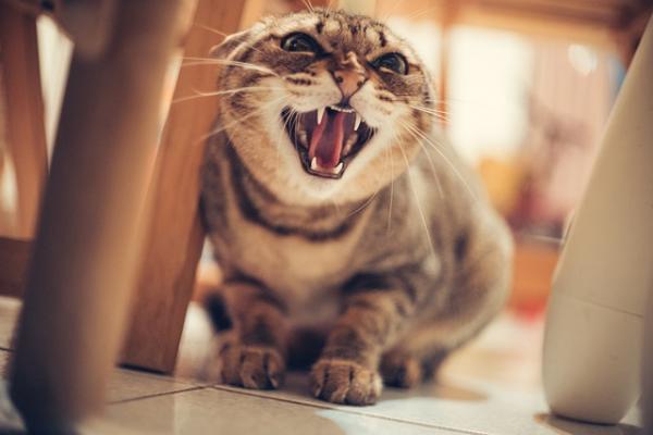Naturalne środki uspokajające dla kotów - Kiedy uspokoić kota?