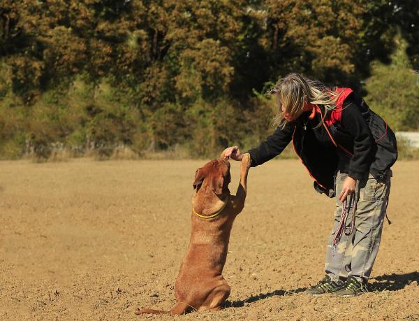 Naucz psa szukania trufli krok po kroku - Kroki jak nauczyć psa szukania trufli
