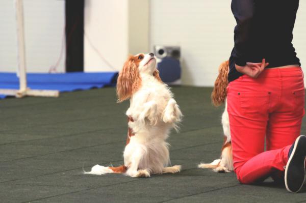 Sporty dla psów - Canine freestyle: tańcz ze swoim psem